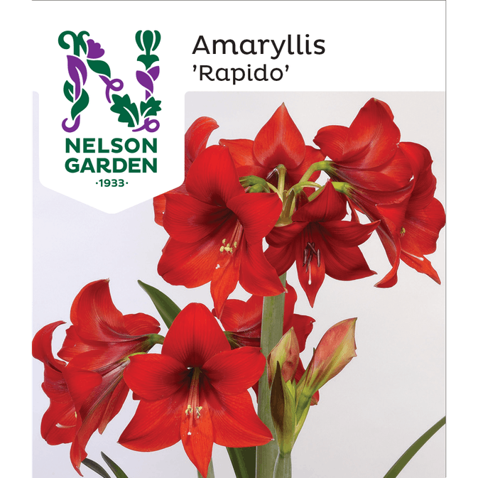 Nelson Garden Amaryllis Rapido Röd