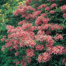Azalea Knaphill Berryrose 30-40 cm