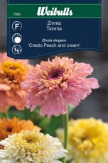 Zinnia Weibulls Elegans Cresto Peach & Cream