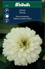 Zinnia Weibulls Zahara Double White