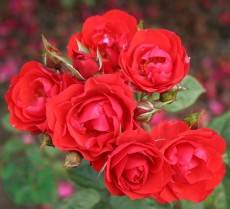 Flerblommig Buskros Budde Rosa "Allotria"