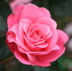 Flerblommig Buskros Budde Rosa "Bella Rosa" 1-pack