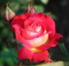 Flerblommig Buskros Budde Rosa "Midsummer"