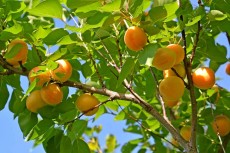 Aprikosträd Garden Green 'Tros Oranje'