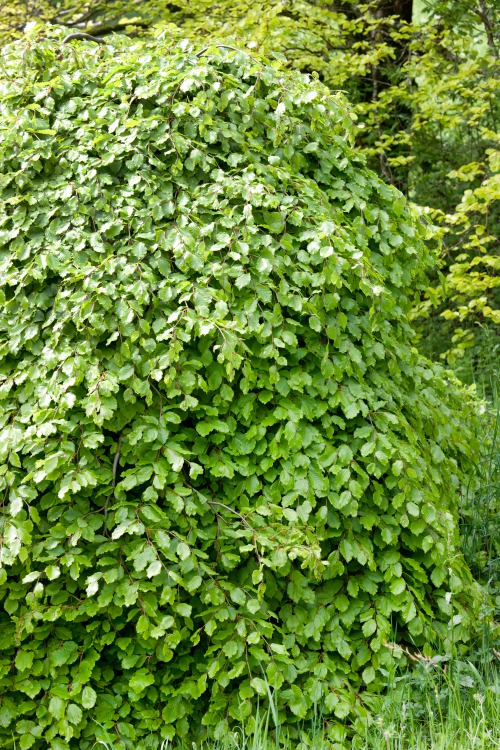 Garden Green Häckplanta Bok Leveranshöjd 60-100 cm 100-pack
