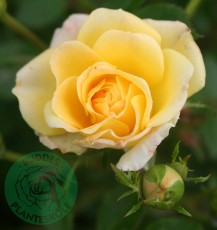 Marktäckande Ros Budde Rosa "Yellow Fairy"