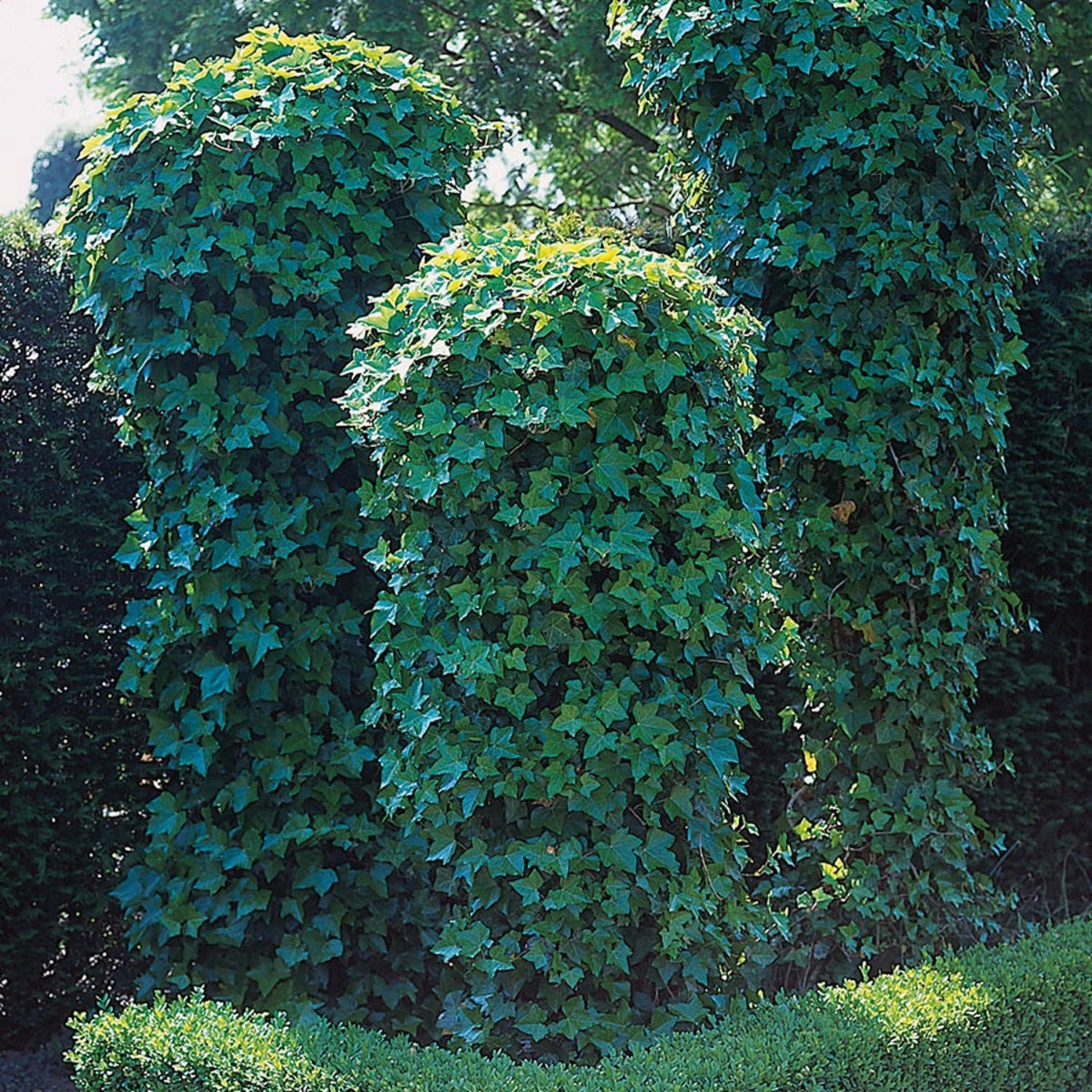 Garden Green Murgröna 40-60 cm