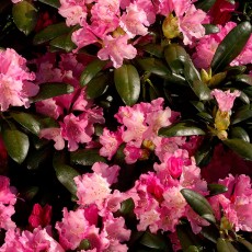Rhododendron Kalinka 25-30 cm