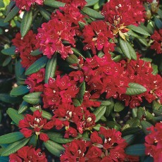 Rhododendron Nova Zembla, 1 Pack