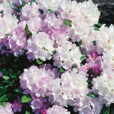 Rhododendron Silberwolke 25-30 cm, 3 Pack