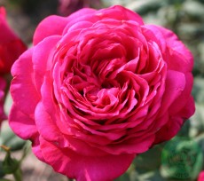 Storblommig Ros Budde Rosa "Johann Wolfgang von Goethe" 1-pack